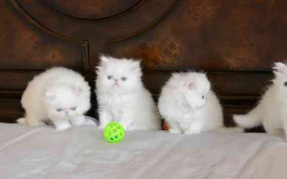 Persian kittens Ansbach