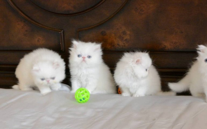 Persian kittens Ansbach - photo 1