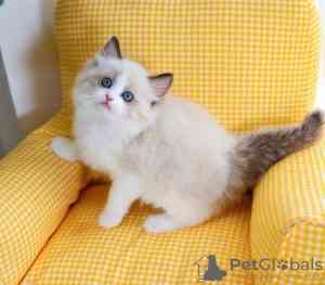 Ragdoll kittens Ansbach