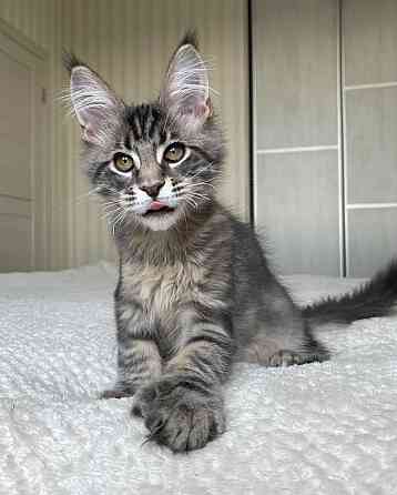 Maine Coon Kitten Wiesbaden