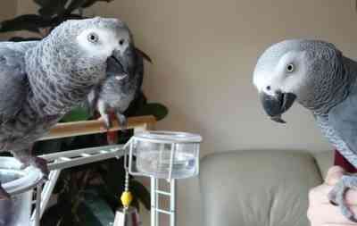 African Grey Parrots Штутгарт