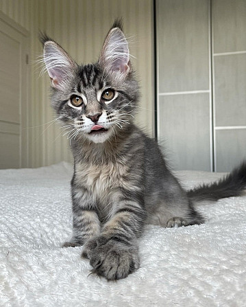 Maine Coon Kitten Hannover - изображение 1