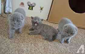 Scottish Fold Kittens Ганновер