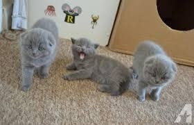 Scottish Fold Kittens Hannover - photo 1