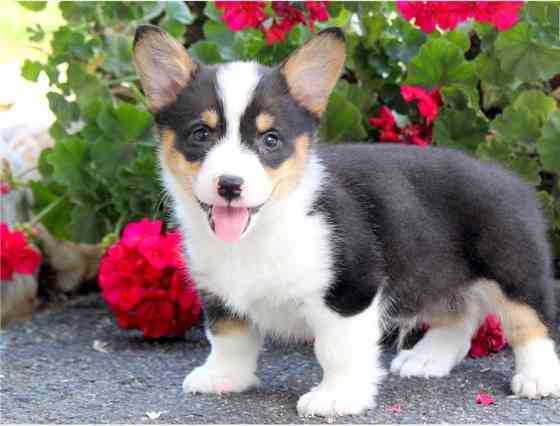 Pembroke Welsh Corgi Puppies Weissenburg in Bayern