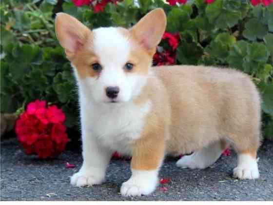 Pembroke Welsh Corgi Puppies Вайсенбург-ін-Байєрн