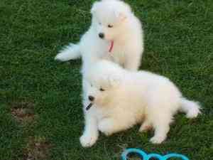 Samoyed Puppies Вайсенбург-ін-Байєрн