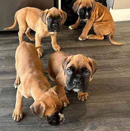 Boxer Puppies Мюнхен