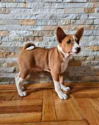 Basenji Puppies Loebau