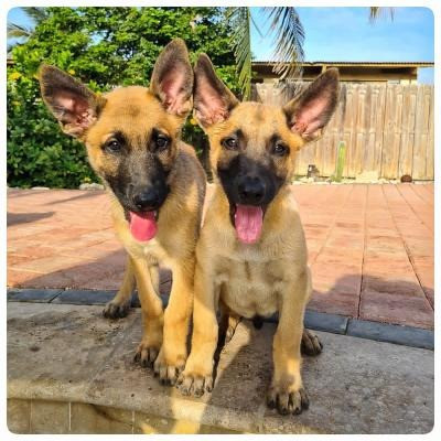 Belgian Malinois Puppies Weissenburg in Bayern - photo 1