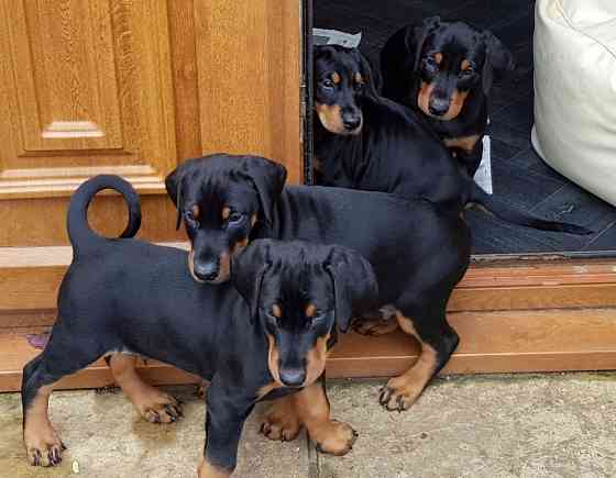 Doberman puppies Вайльхайм-ин-Обербайерн