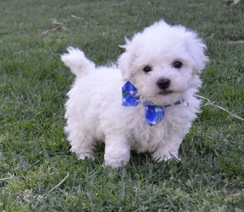 bichon frise puppies Weißenburg in Bayern - изображение 1