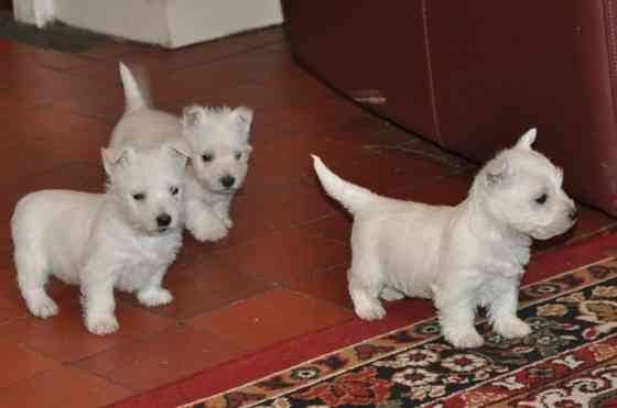 West Highland White Terrier Puppies Вайсенбург-ін-Байєрн