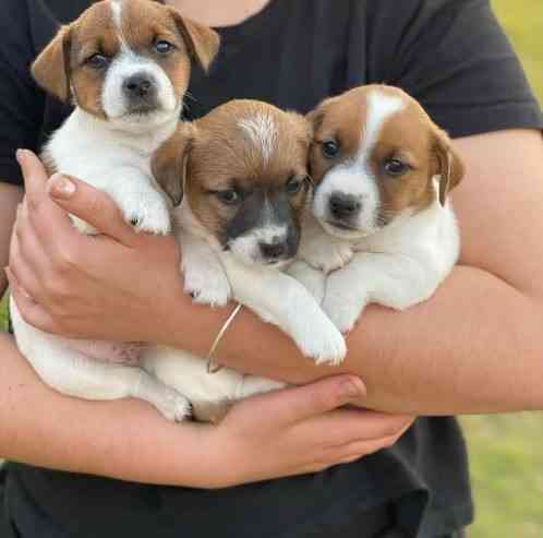 Jack Russell Puppies Вайсенбург-ін-Байєрн