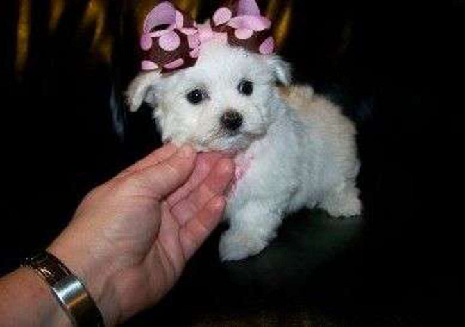 Maltipoo Puppies Вайсенбург-ин-Байерн - изображение 2