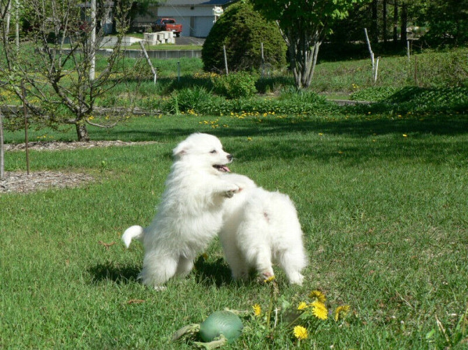 American Eskimo Puppies Вайсенбург-ин-Байерн - изображение 1