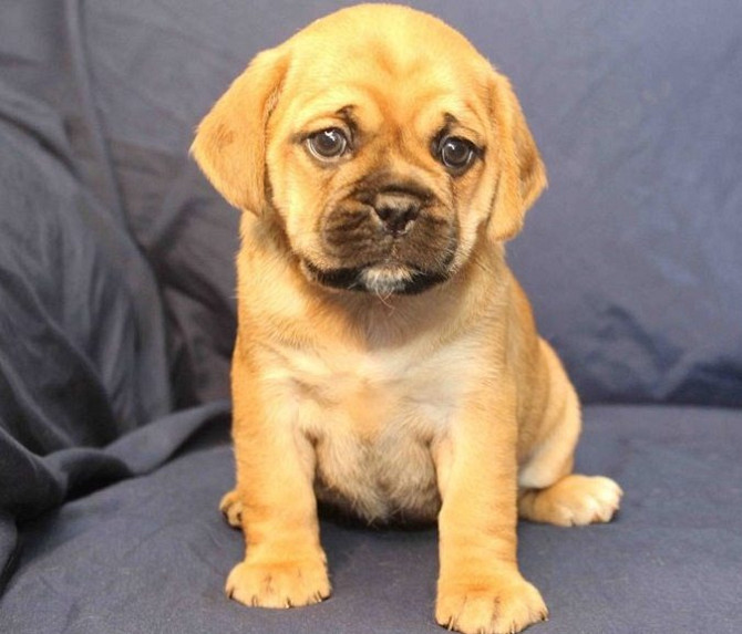 Puggle Puppies Weissenburg in Bayern - photo 1