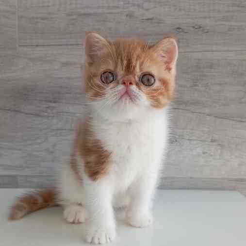 Exotic Shorthair kittens Вайсенбург-ин-Байерн