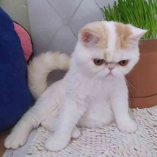 Exotic Shorthair kittens Вайсенбург-ін-Байєрн