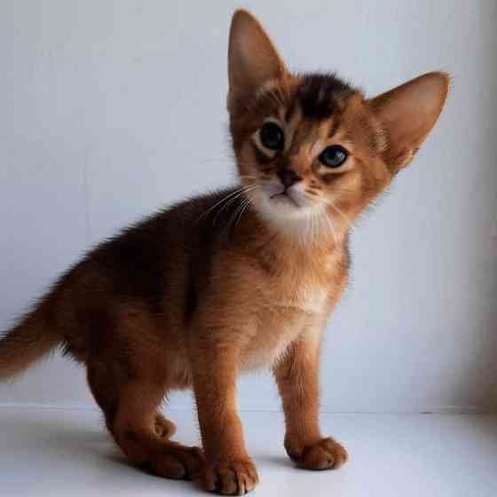 Abyssinian kittens Берлін