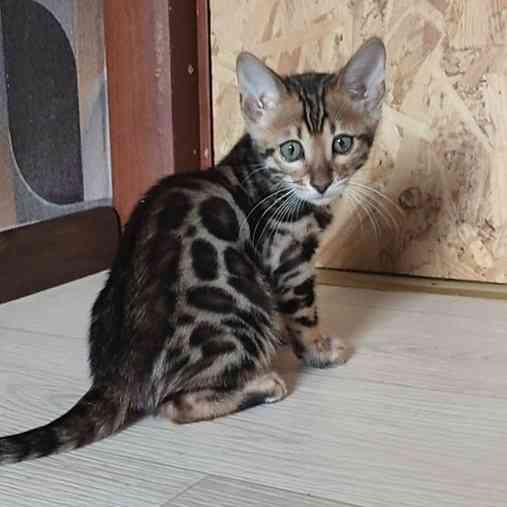 Bengal kittens Берлін