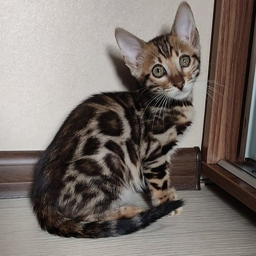 Bengal kittens Berlin - photo 2