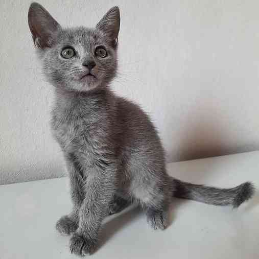 Russian Blue kittens Берлин