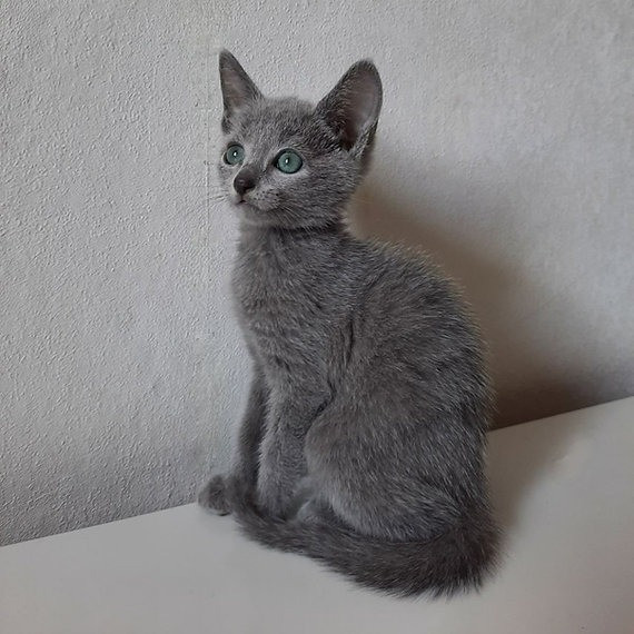 Russian Blue kittens Берлин - изображение 1