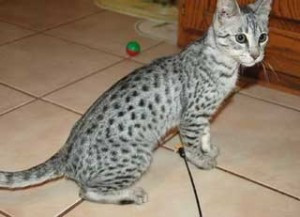 Savannah kittens Berlin - photo 1