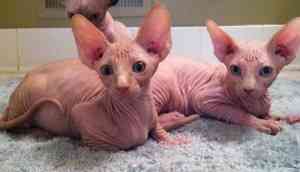 Sphynx kittens Берлін