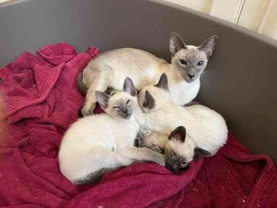 Siamese kittens Берлин