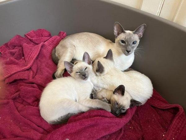 Siamese kittens Берлин - изображение 1