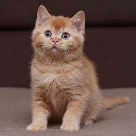 British Shorthair kittens Берлин