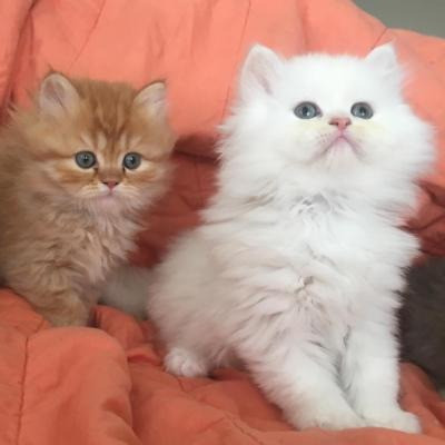 Persian kittens Берлин - изображение 1