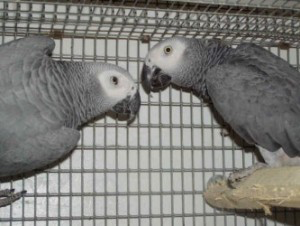 Talking African grey parrots we are giving out Бремен