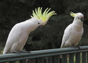 Awesome Hand-Fed Umbrella Cockatoo Берлин