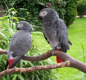 DNA Congo African Grey Parrots For adoption Шверін