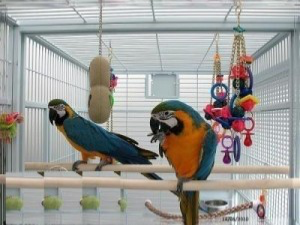 Pair of Blue and Gold Macaw Parrots for Re-homing Wiesbaden