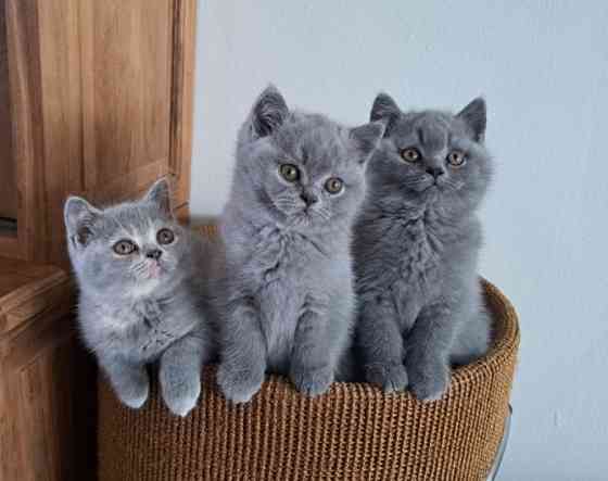 British Shorthair kittens Шверін