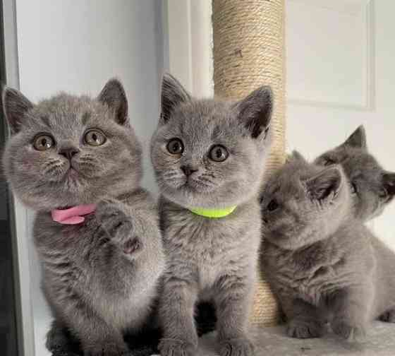 British Shorthair kittens Ерфурт