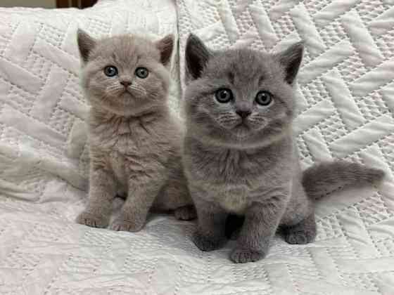 British Shorthair kittens Ганновер