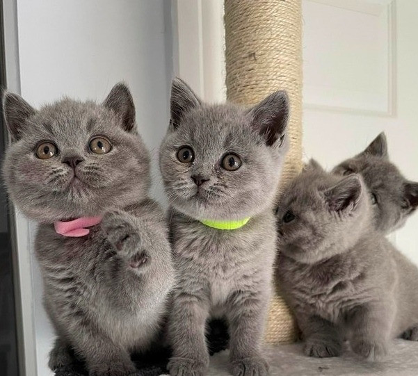 British Shorthair kittens Saarbruecken - photo 1