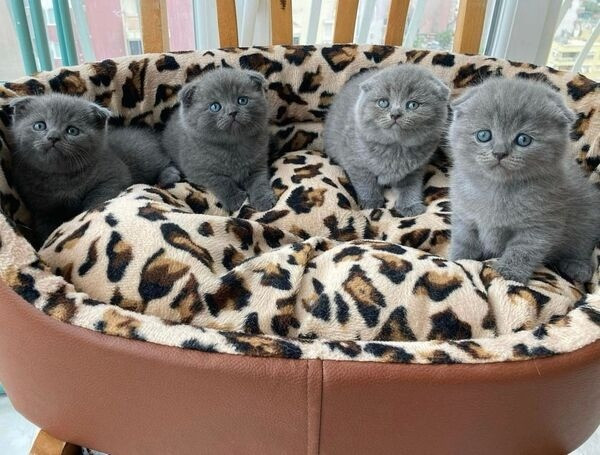 Scottish fold kittens Нюрнберг - изображение 1