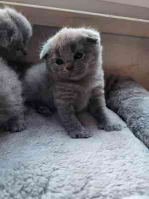 Scottish fold kittens Вісбаден