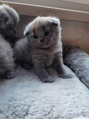 Scottish fold kittens Wiesbaden - photo 1