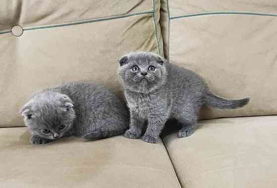 Scottish fold kittens Hamburg