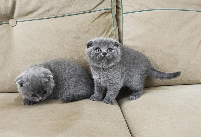 Scottish fold kittens Hamburg - photo 1