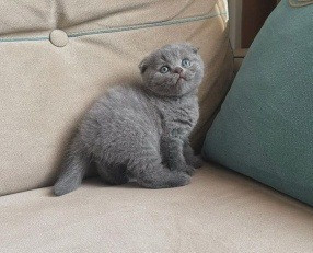 Scottish fold kittens Шверін - изображение 1