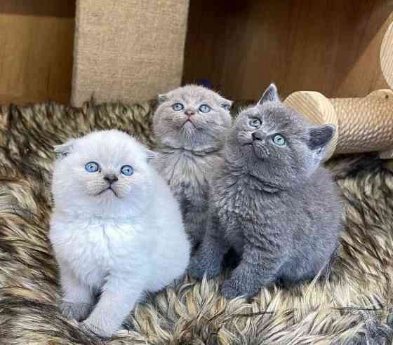 Scottish fold kittens Висбаден