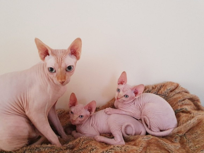 Sphynx kittens Вайсенбург-ин-Байерн - изображение 1